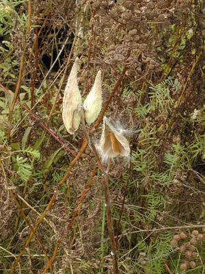 Milkweed pod #3