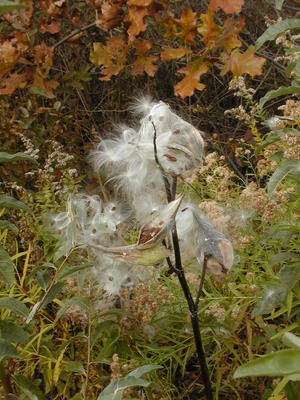 Milkweed erruption #5