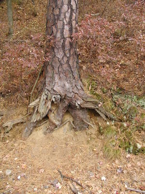 Tree roots