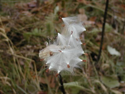 Milkweed