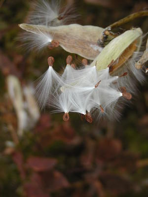 Milkweed #3