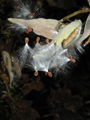 Milkweed #4