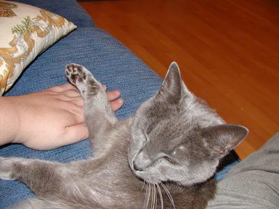 Purrgatory being loving #2