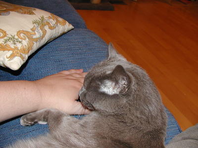 Purrgatory being loving #3