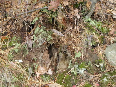 Tree root