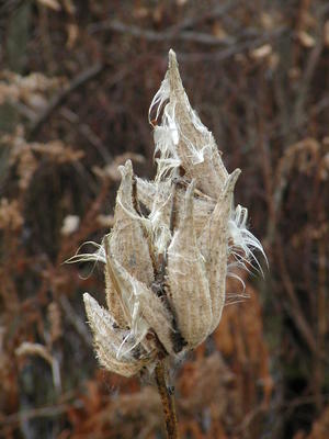 Milkweed #5