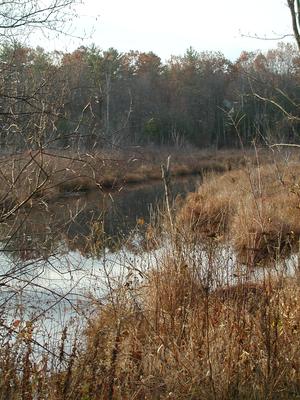 Fall at Bennets Brook