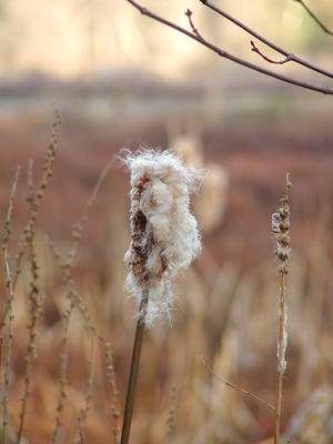 Milkweed past its prime