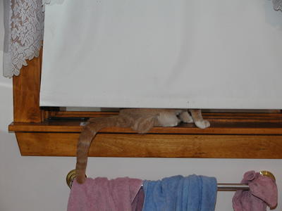 I know there is a cat somewhere....