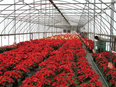 Poinsettias
