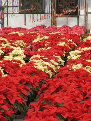 Poinsettias #3