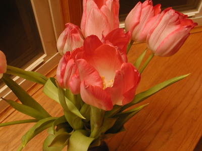 Tulips #4