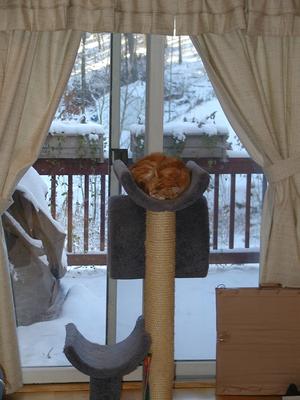 It is cold out there, I think I'll just take a nap.... #2