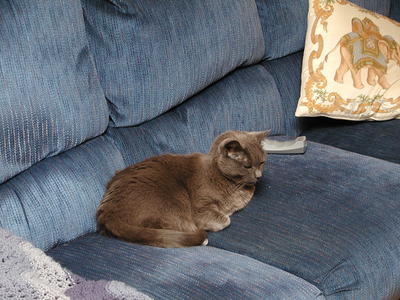 Purrgatory at repose