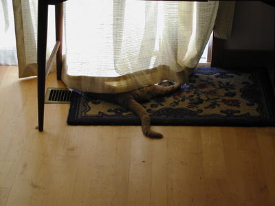 I know there is a cat in there somewhere...