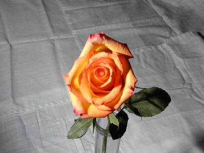 Rose #2
