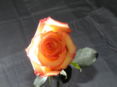 Rose #4