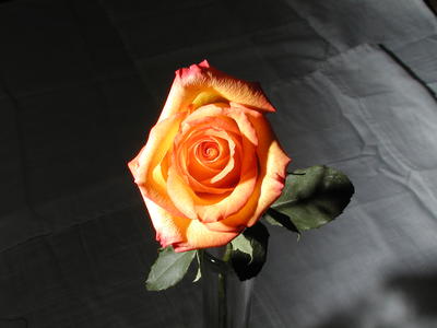 Rose #7