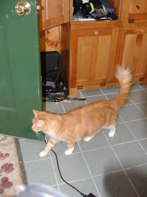 The cat goes in, the cat goes out....