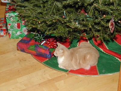 Christmas cat