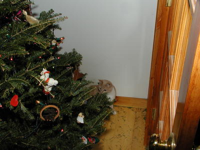 Abba behind the tree