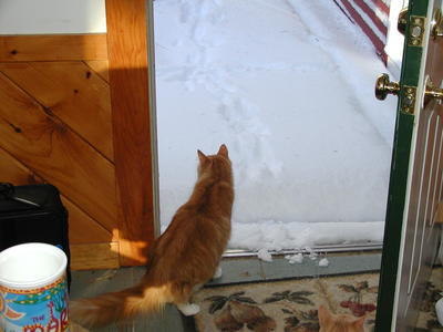 America pondering the snow #2