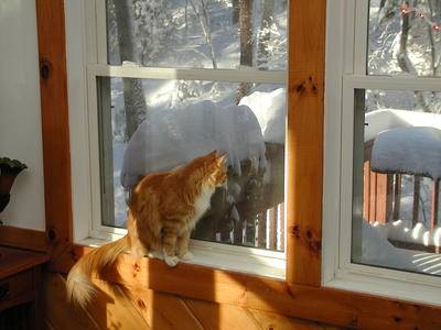 America pondering the snow #4