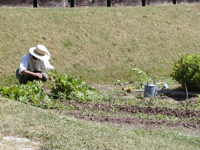 Vegtable garden