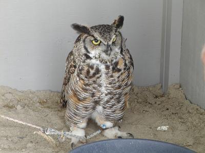 Great horned owl