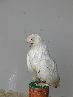 Snowy owl