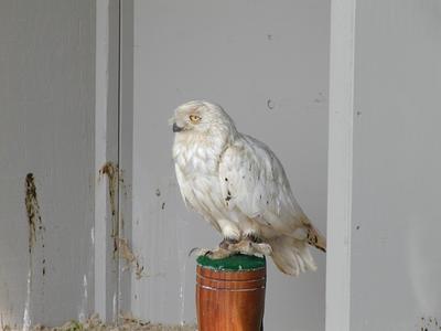 Snowy owl #3