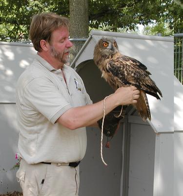 European eagle owl