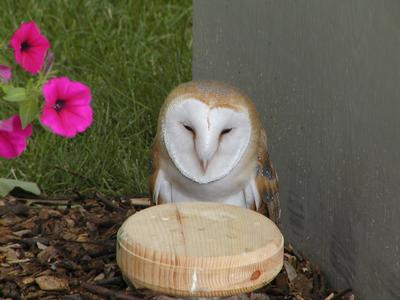 Barn owl