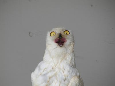 Snowy owl #4