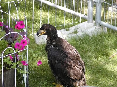 Baby bald eagle #2