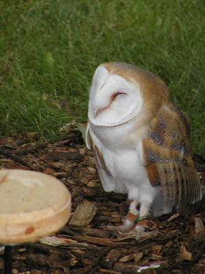 Barn owl #3