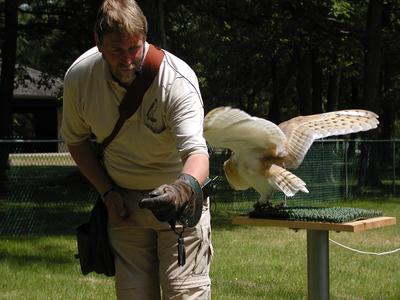 Barn owl demonstration
