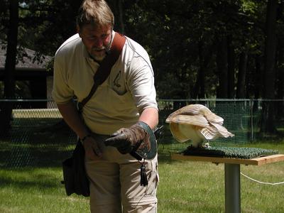 Barn owl demonstration #2
