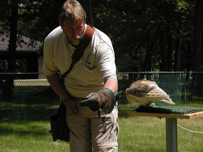 Barn owl demonstration #3