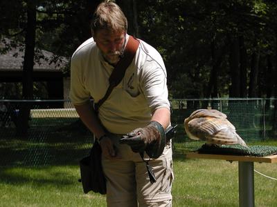 Barn owl demonstration #4