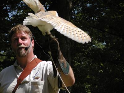 Barn owl demonstration #7