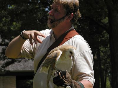 Barn owl demonstration #8