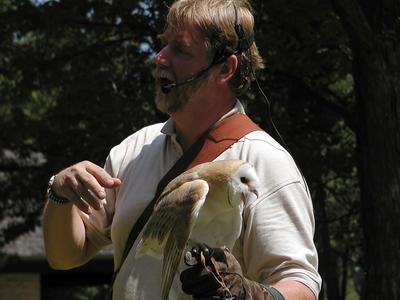 Barn owl demonstration #9