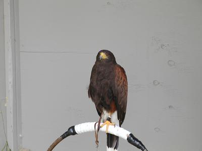 Harris hawk