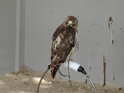 Red tail hawk