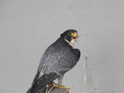 Peregrine falcon