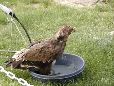 Time for a bath (I didn't record the bird type)