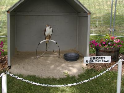 Ferruginous rough-legged hawk #2