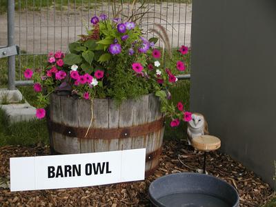 Barn owl #4