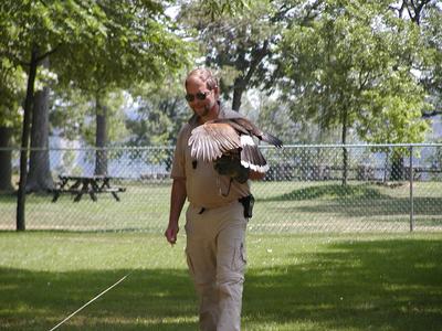 Harris hawk demonstration
